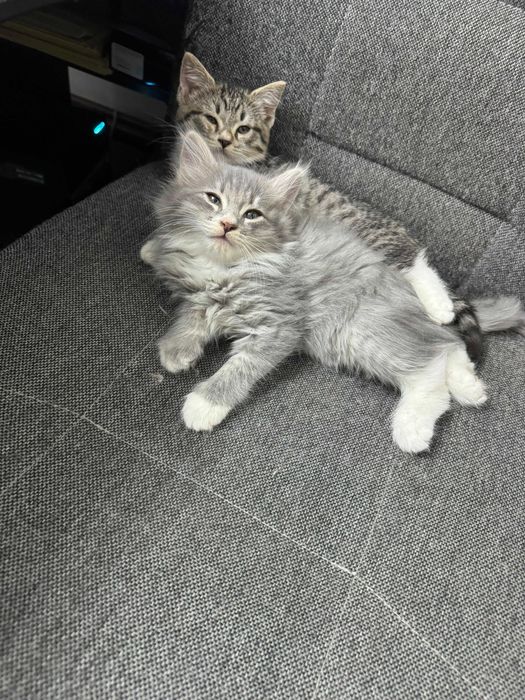 Котята в добрые руки!