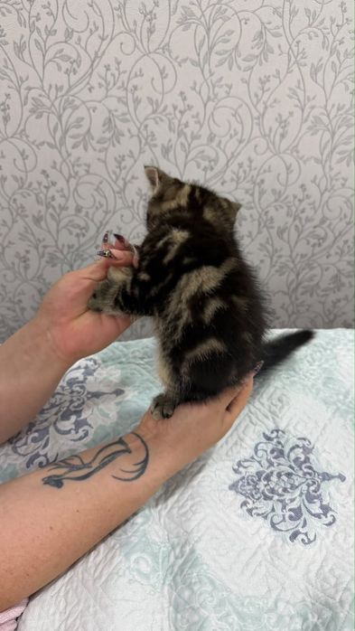 Продается котик шатландский прямоушка