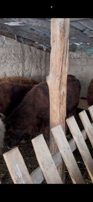 продаються бычки