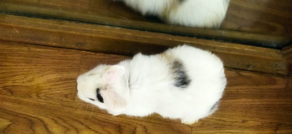 Quyon bolasi galland