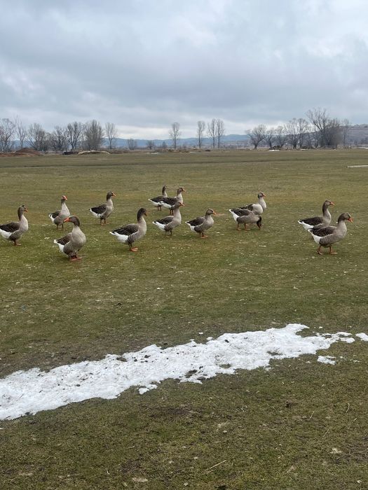 Продавам гъски и петли