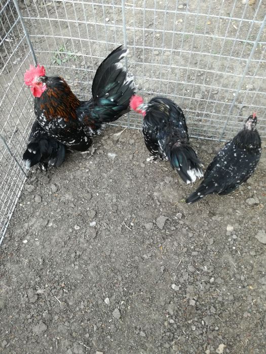 Găini pitice 2 perechi.