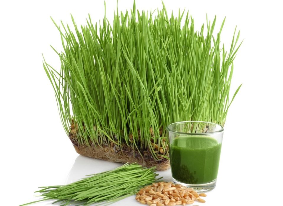 Vitgrass yangi ostrilgan bugdoy suvi