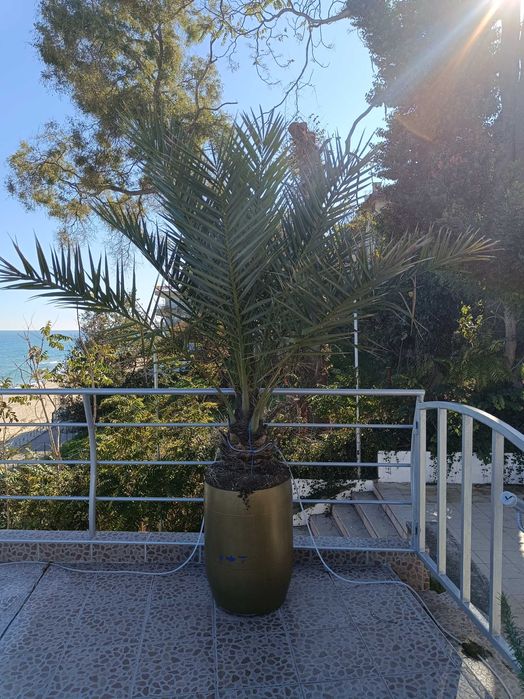 10 броя финикови палми