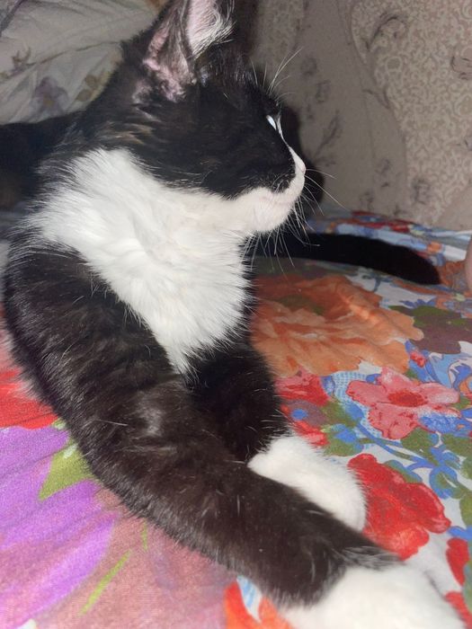 Отдам котёнка в добрые руки