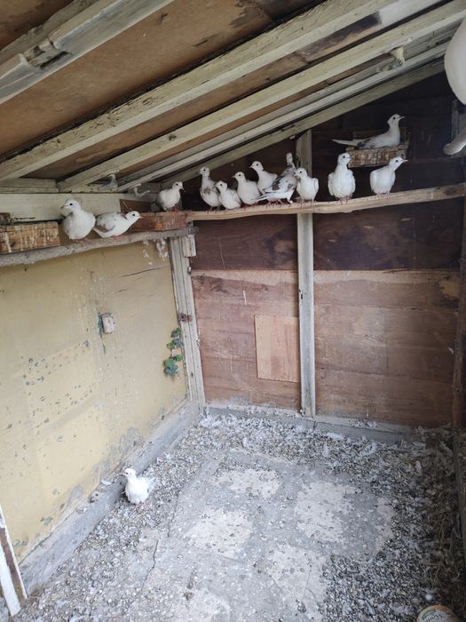 Скумрийки от миналата година