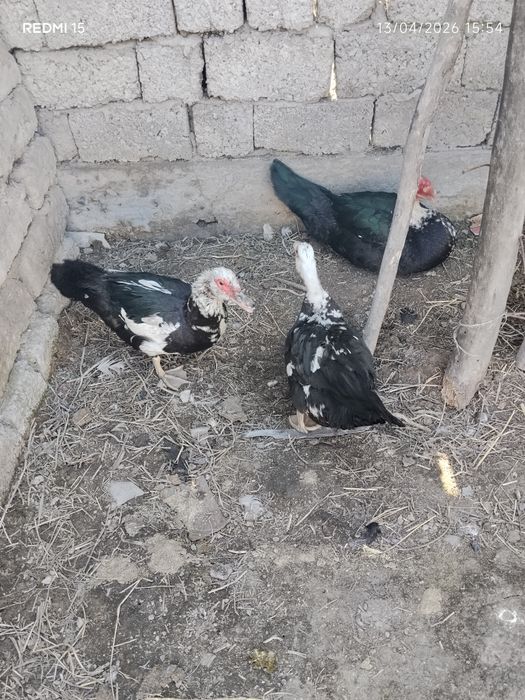 Uy tovuq xoʻrozlari