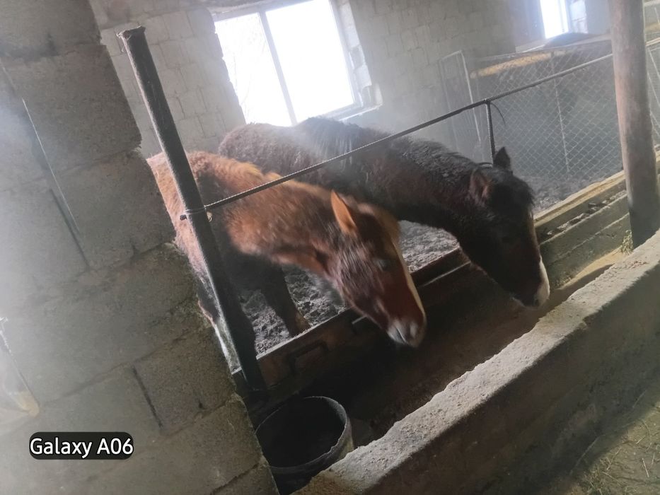 Тайлар сатылады 2 еркек 2 ургашы