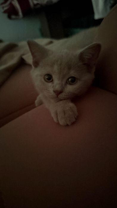 Продается Котенок лилового окраса !