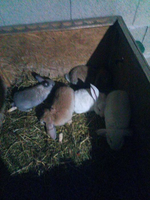 Vând iepuri berbec german 2 luni.