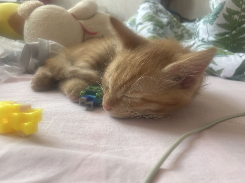 отдам котенка даром в хорошие руки