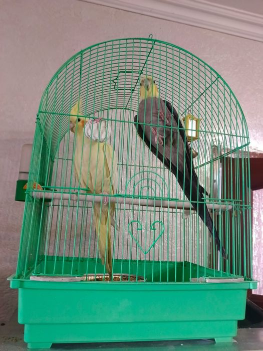 Попугай корелла продам