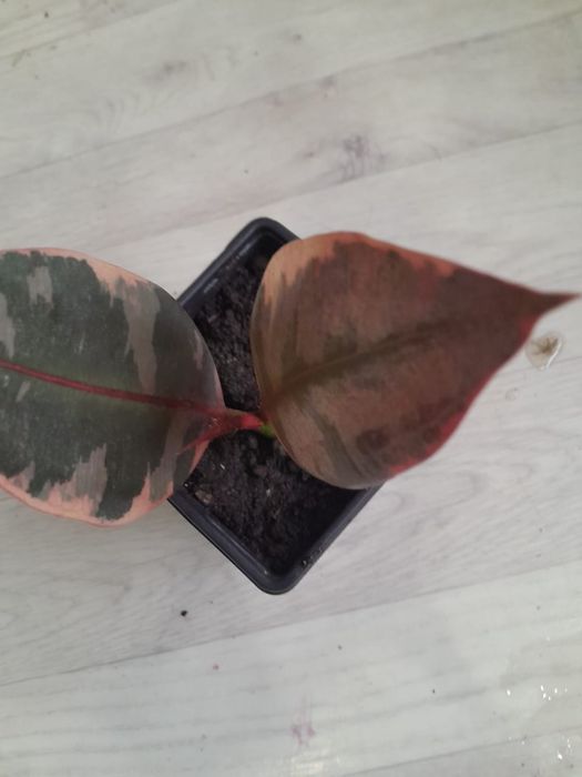 Разные комнатные цветы продаю