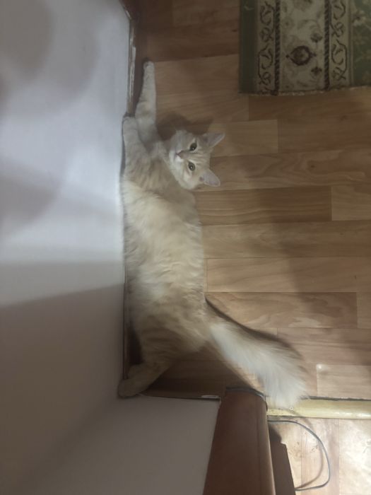 Продается кошка