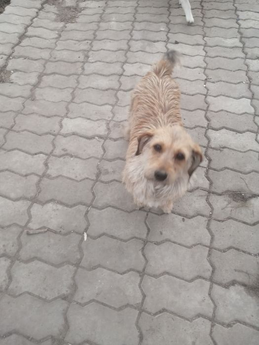 Отдам щенка девочку "звоночка" в добрые руки