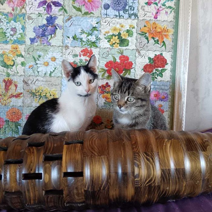 отдам котят в хорошие руки