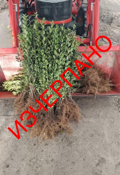 Жив плет - Лигуструм РАЗСАД