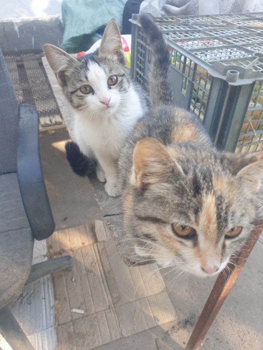 Мысык, кошка, Али кишкентай