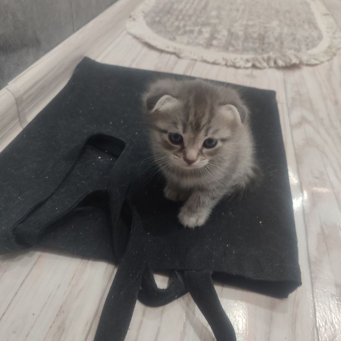 Продам котят породистые