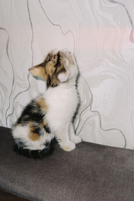 Котенок в добрые руки