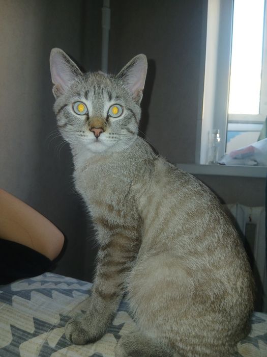 Котёнок на добрые руки