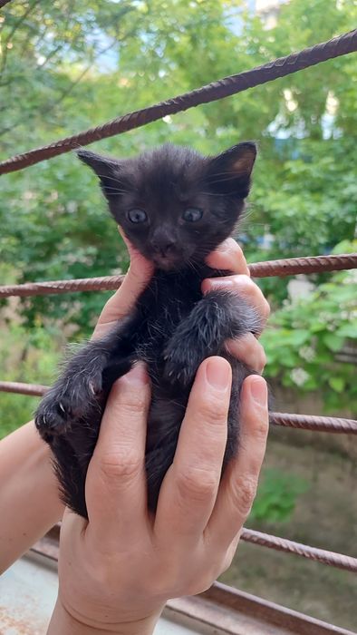 Котятки ребятки в добрый дом, в добрые ручки!!!