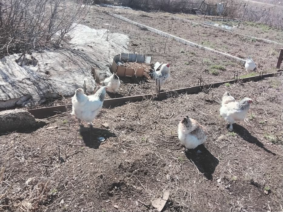 Продаже яица Брама