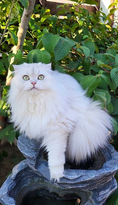 Baiat SUPERB  Scottish fold cu pedigree wcf