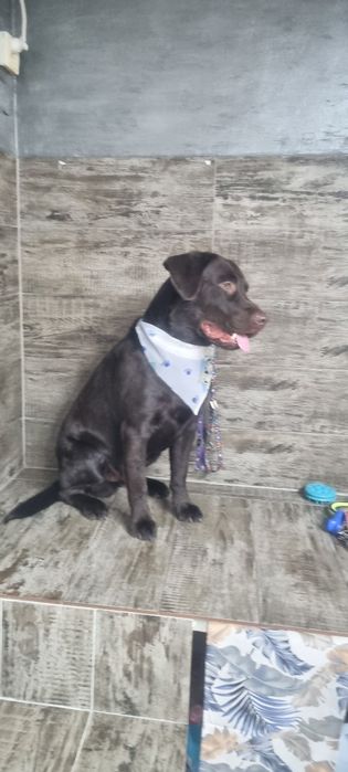 Frizerie canina Brasov Toby&Luna