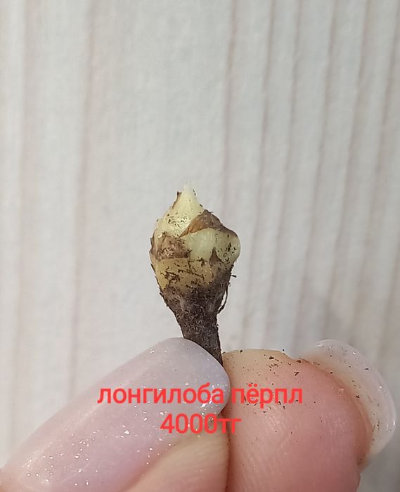 Продажа алоказий