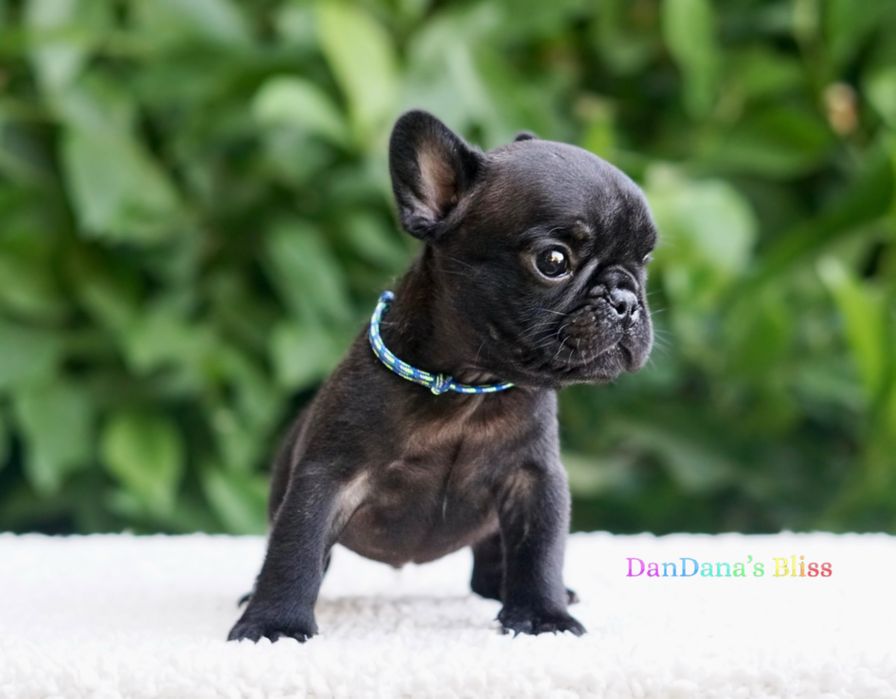 Bulldog francez cu pedigree - mascul