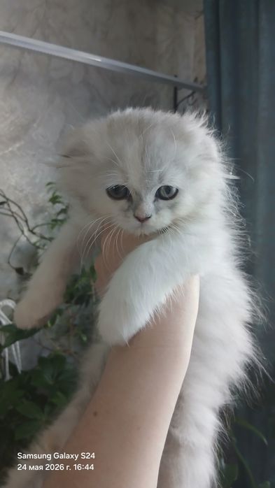 Вислоухий котёнок