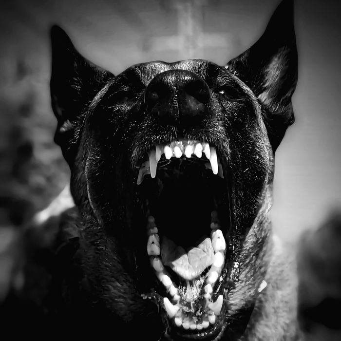 Dresaj  câini companie