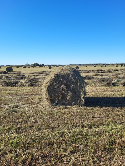 Сено в рулоне луговое разнотравье