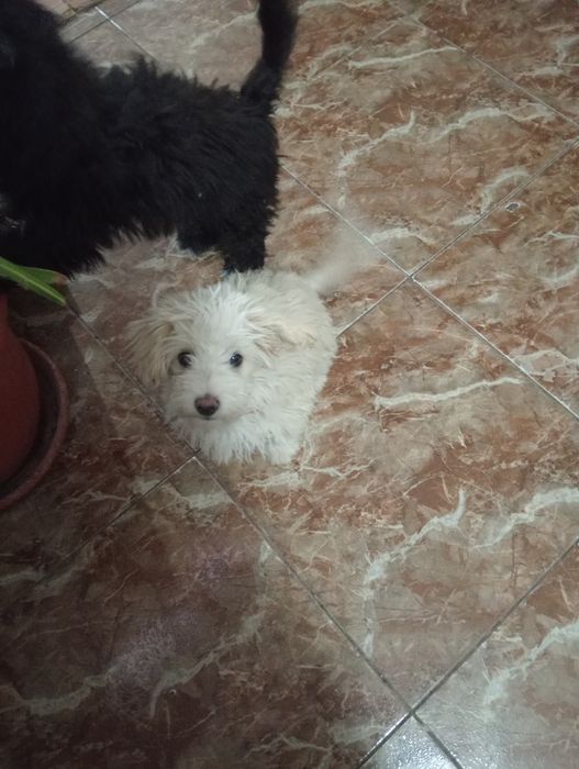 Donez bichon havanez