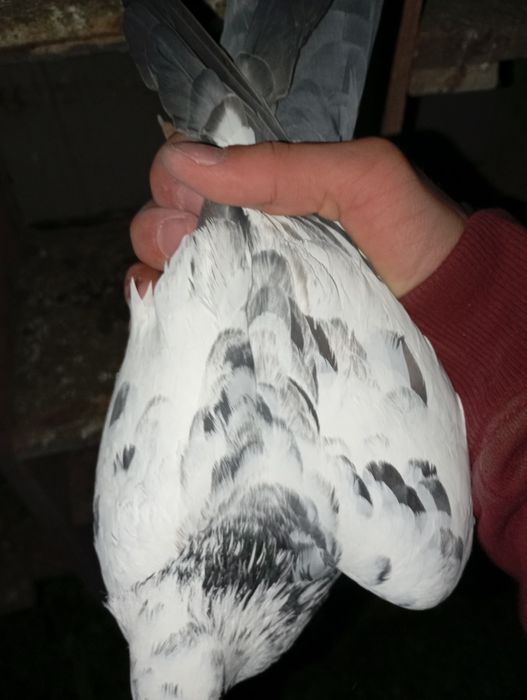 Vând porumbei voiajori