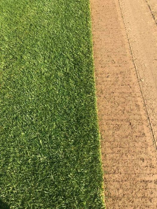 Семена газоны