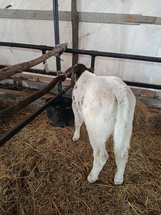 Vitel  belgian de vânzare