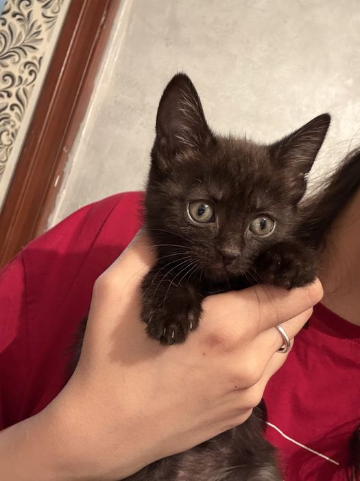 Отдаем котят в хорошие руки