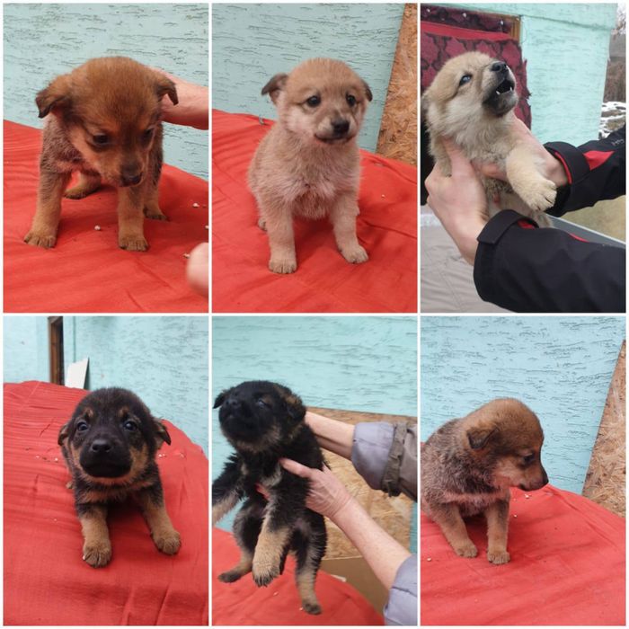 Малыши в поиске дома