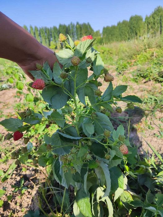Malina navlari Maravilla,Margaritta,Delniva,Enrosadira,Polka,Polana