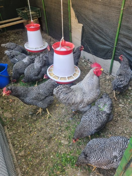 Vand gaini de rasa plaimut si hampshire