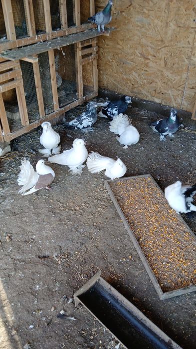 Vând porumbei diferite rase