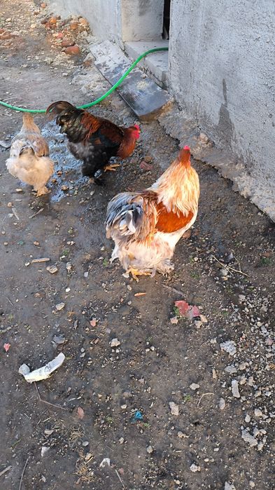 Cocos Brahma lemon de 1 an