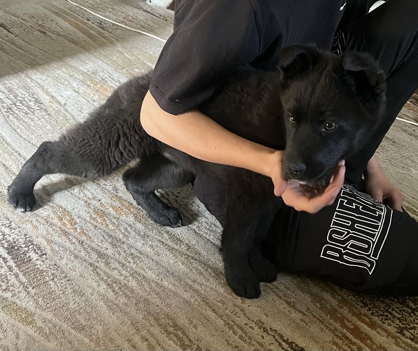 Продам щенка немецкой овчарки