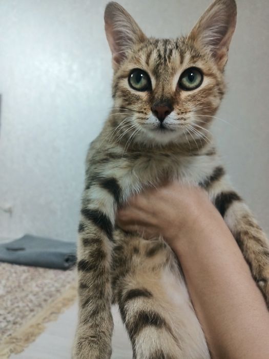 Отдам кошечку 5 месяцев