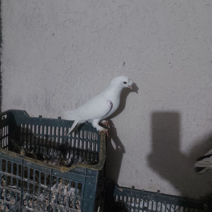 Бели насачуби такла самец