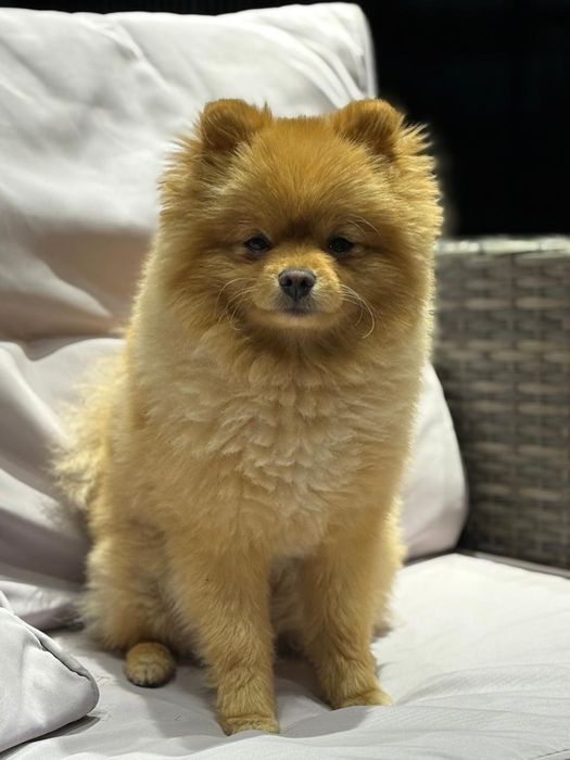 Для вязки шпиц померанский