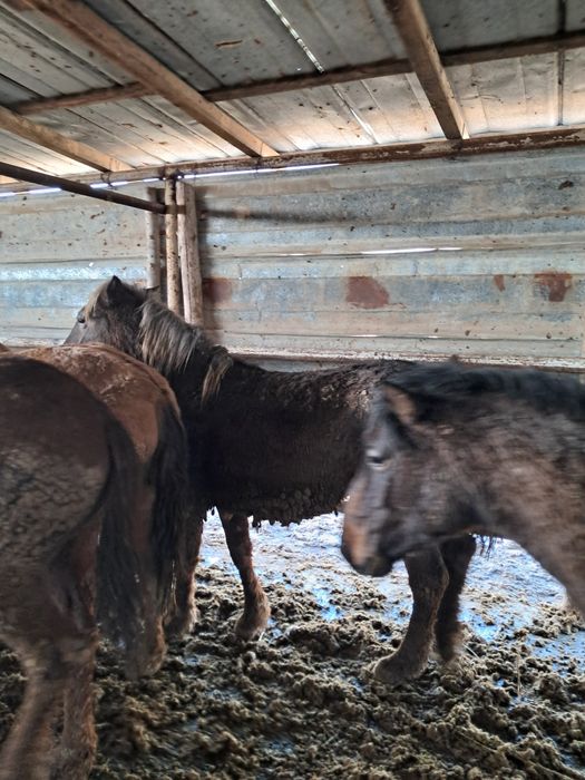 Жирные лошади 20 голов