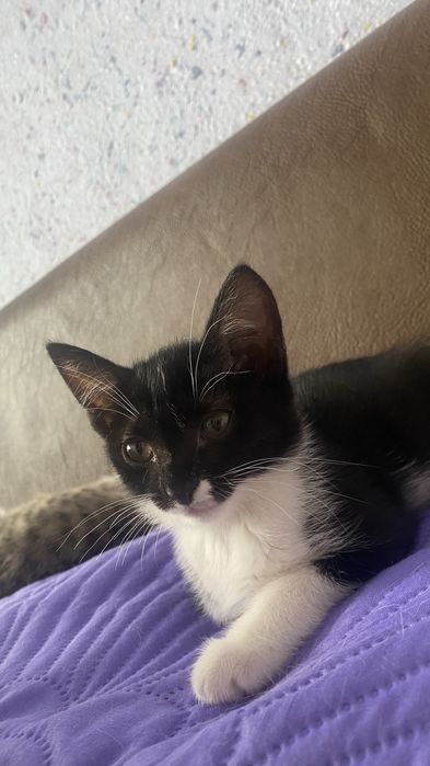 Котенок в добрые руки